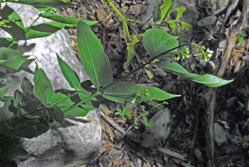 Vincetoxicum hirundinaria, Apocynaceae